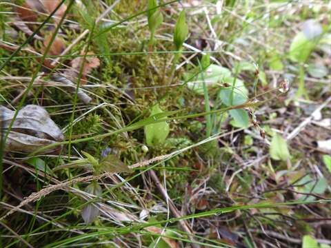 Image de Luzula acuminata subsp. acuminata