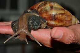 Image of Achatina fulica