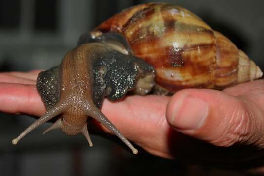 Imagem de Achatina fulica