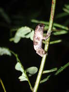 Imagem de Dendropsophus marmoratus (Laurenti 1768)