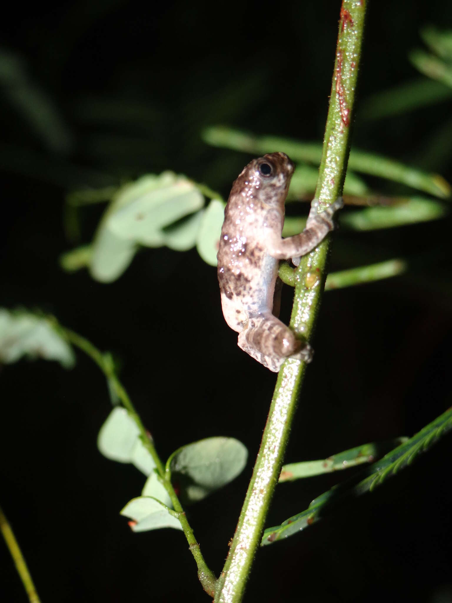 Imagem de Dendropsophus marmoratus (Laurenti 1768)