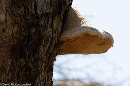 Image of Laetiporus portentosus (Berk.) Rajchenb. 1995