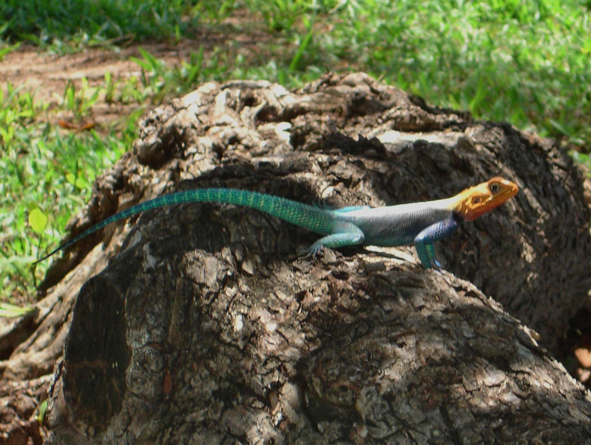 Image of Common agama