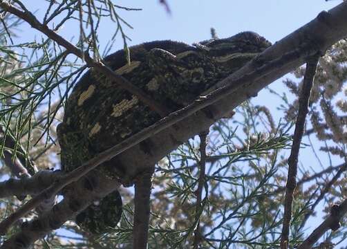 Image de Caméléon commun