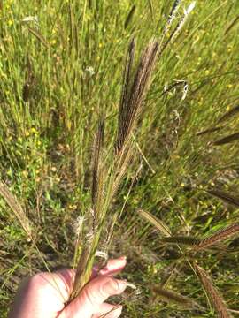 Image of meadow barley