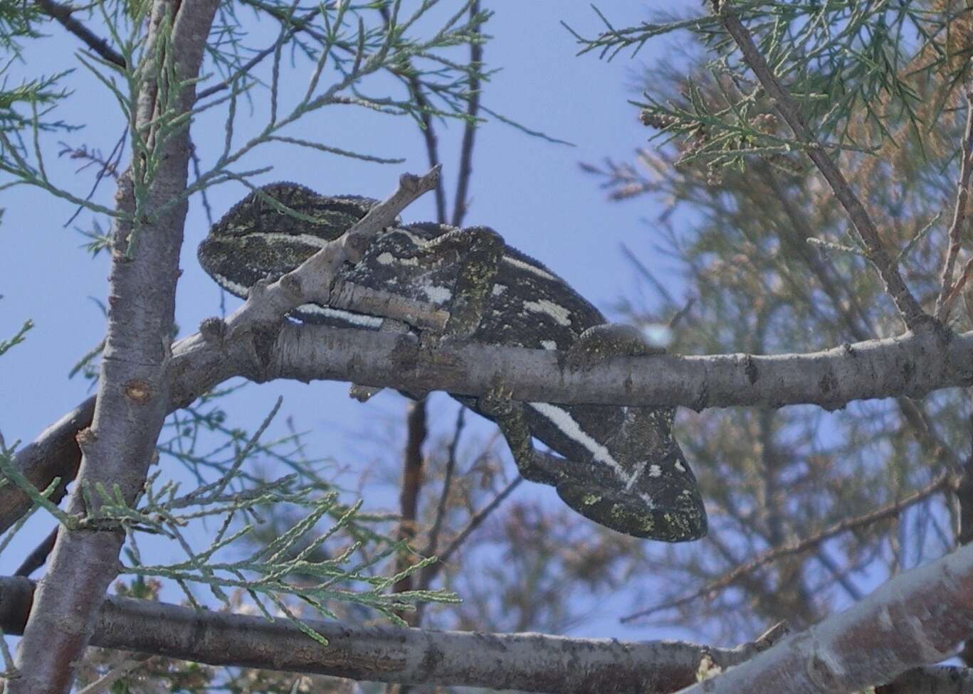 Image de Caméléon commun