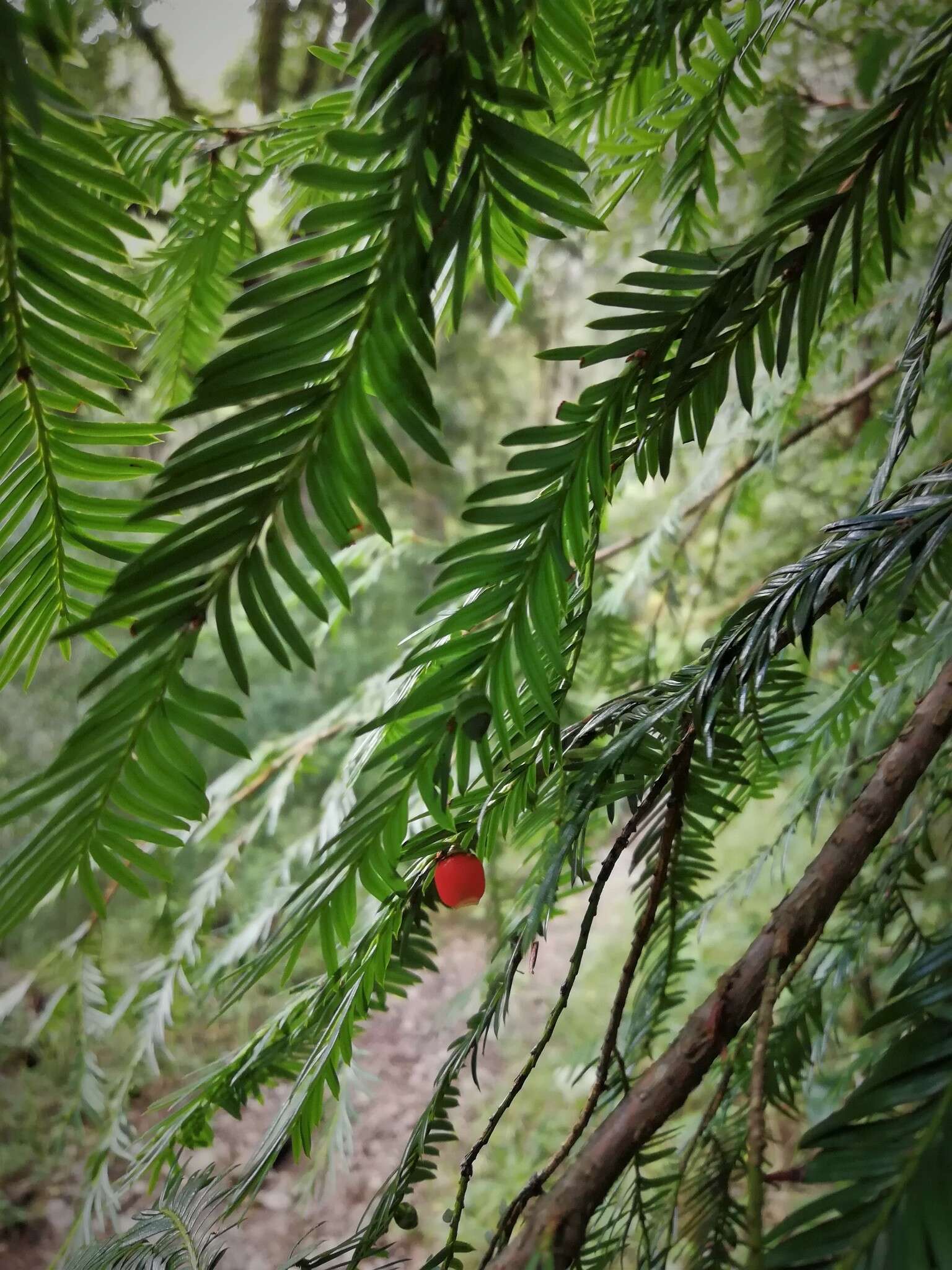 Image of Mesoamerican Yew