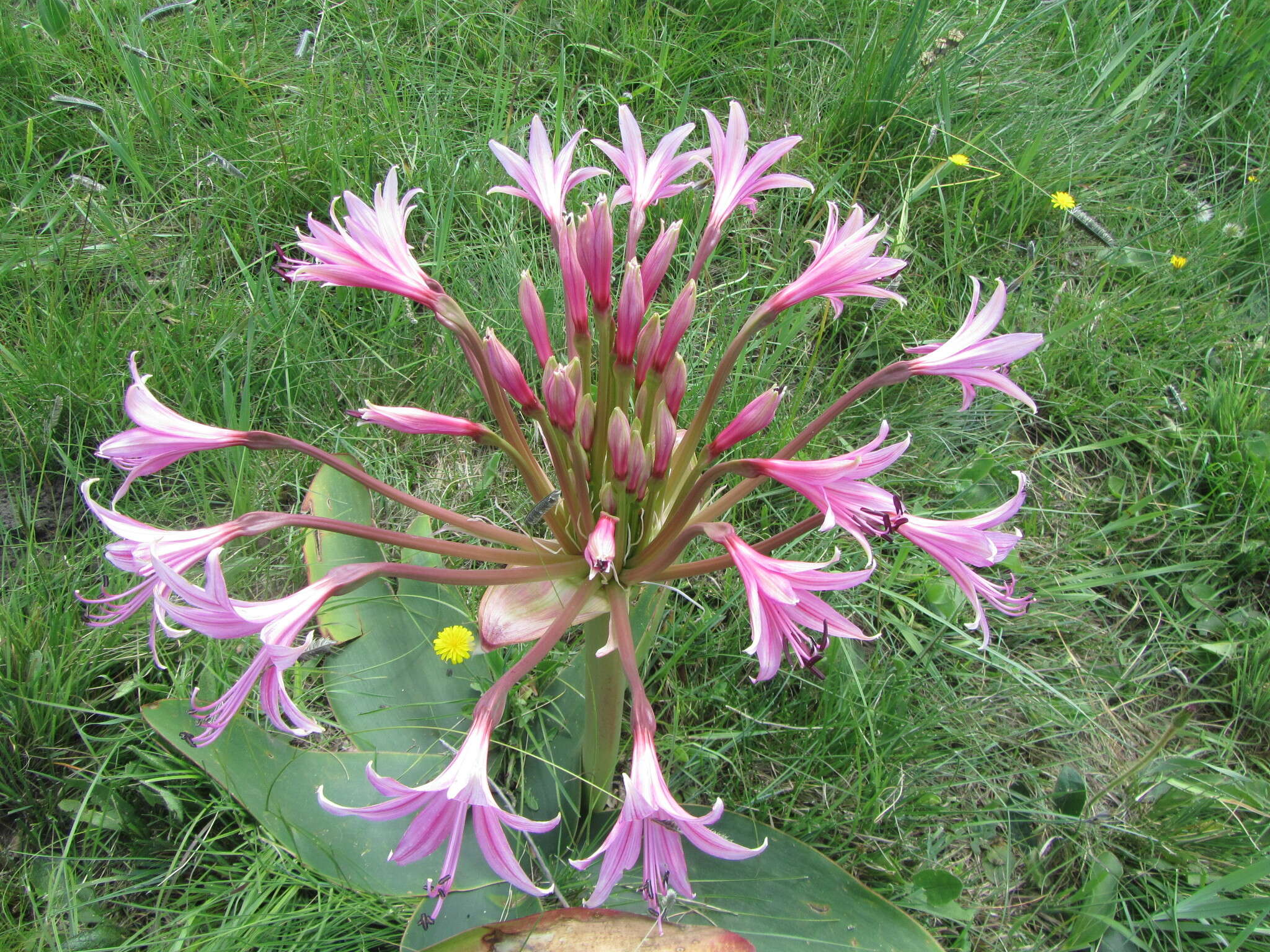 Image of Brunsvigia radulosa Herb.