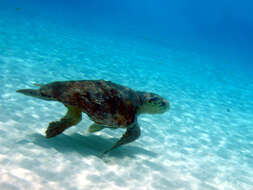 Image of Caretta