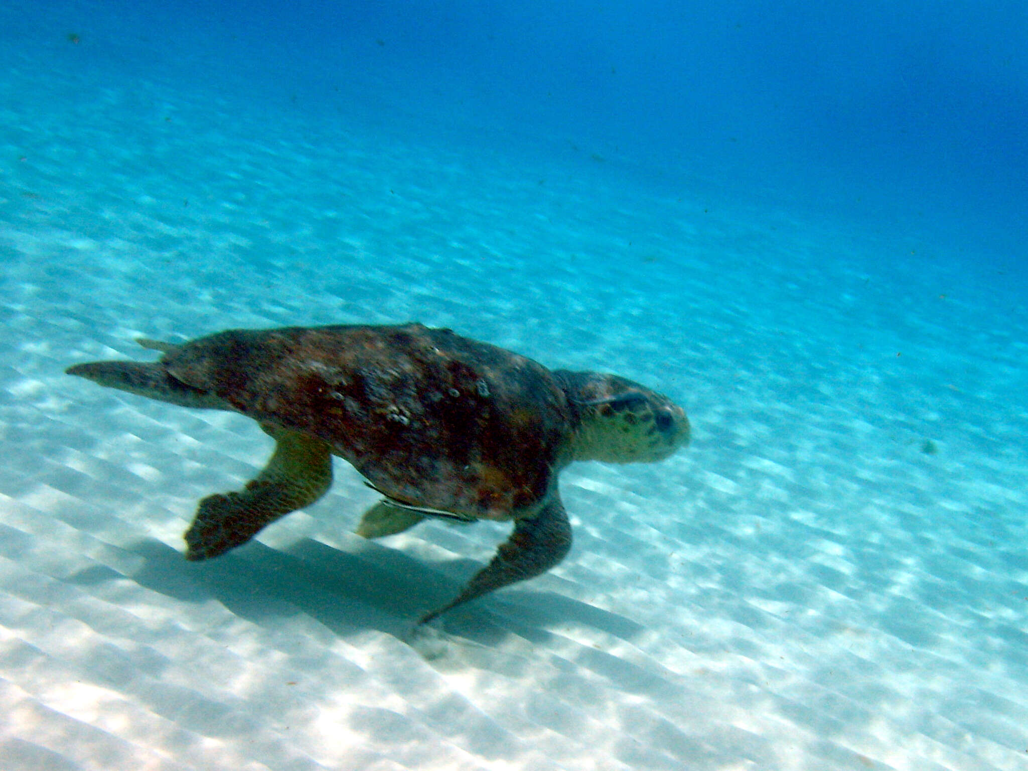 Image of Caretta