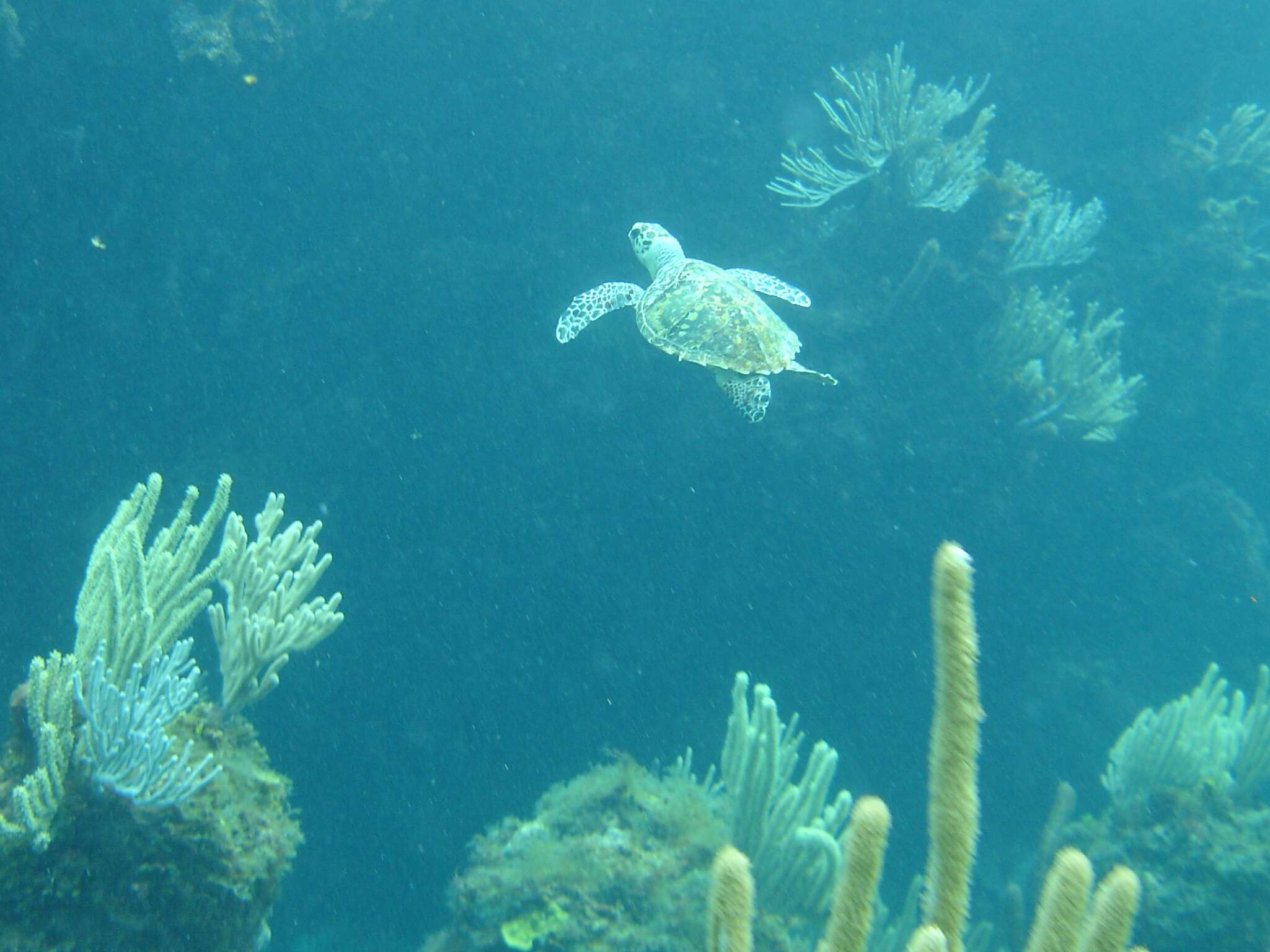 Image of Eretmochelys