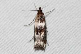 Image of Clouded veneer moth