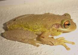 Image of Cuban Treefrog