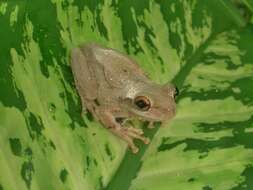 Image of Cuban Treefrog