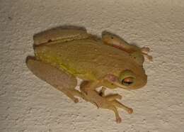 Image of Cuban Treefrog