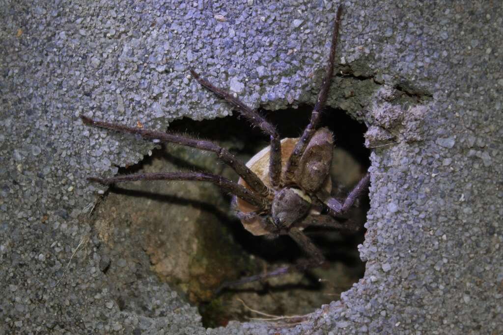 Image of Huntsman spider