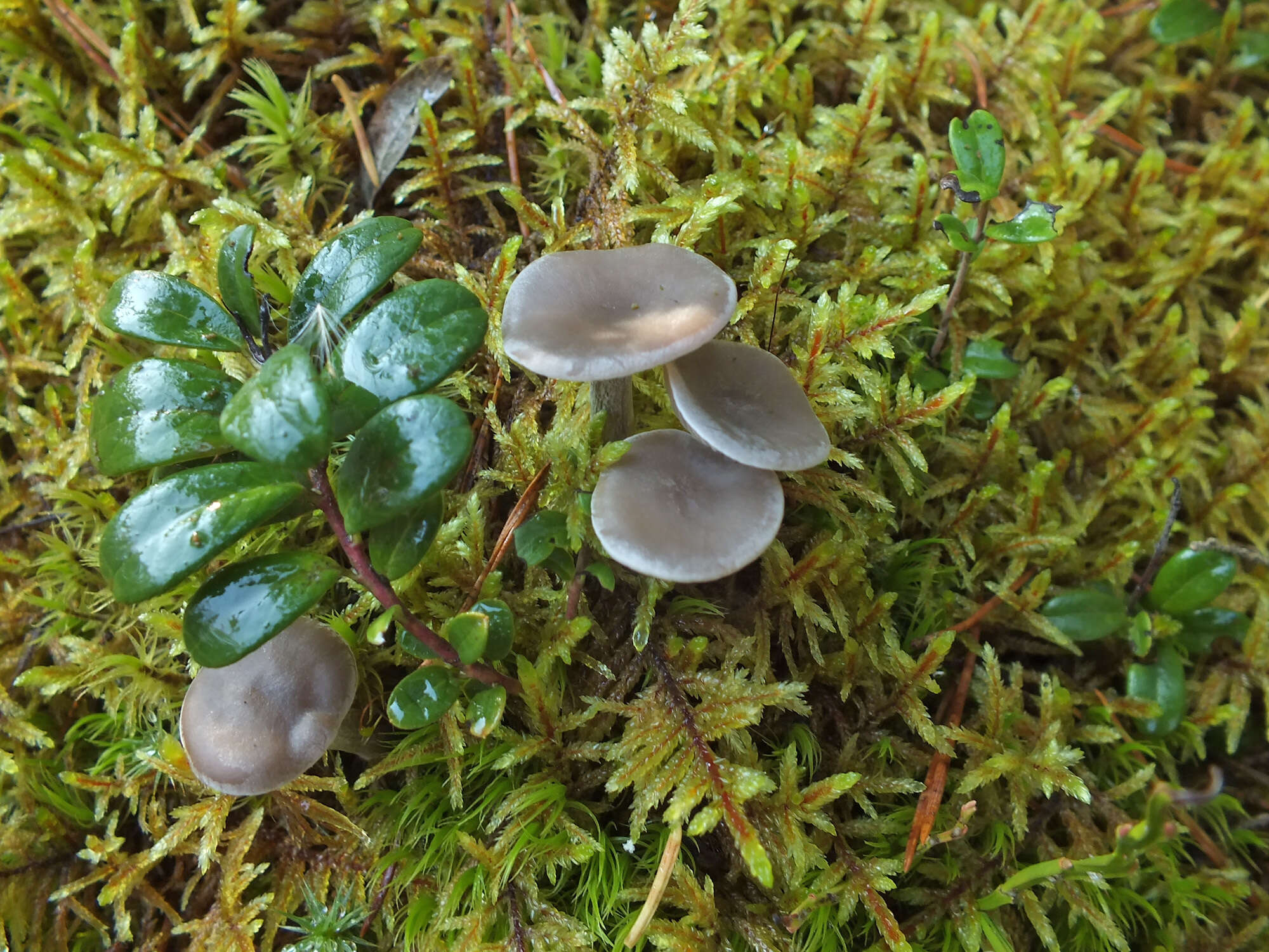 Image of Clitocybe metachroa (Fr.) P. Kumm. 1871