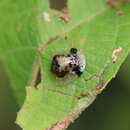 Thlaspida cribrosa (Boheman 1855) resmi