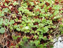 Image of Crassula peculiaris (Tölken) Tölken & Wickens