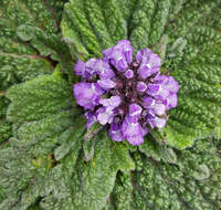 صورة Phlomoides rotata (Benth. ex Hook. fil.) Mathiesen