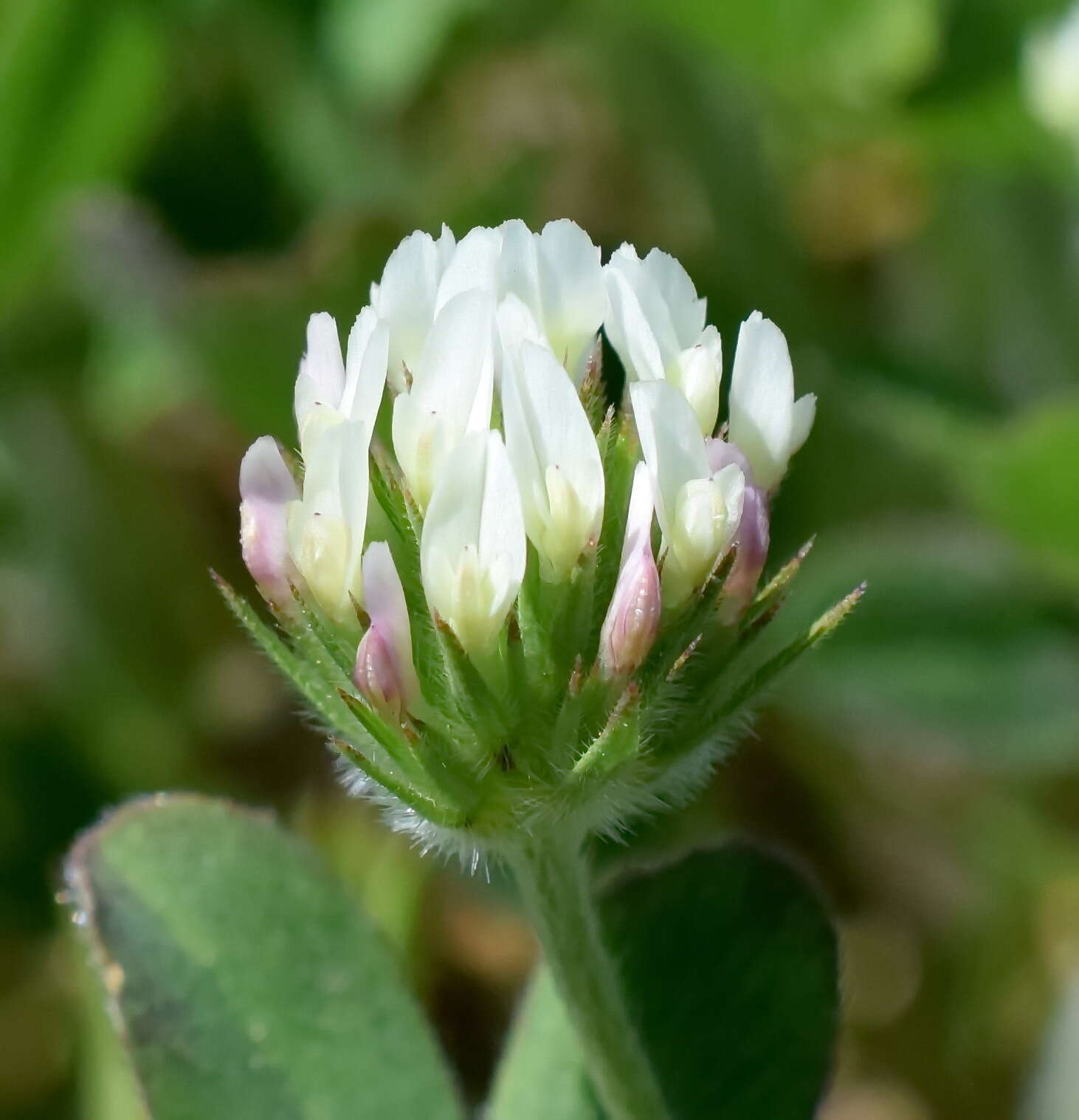 Imagem de Trifolium leucanthum M. Bieb.