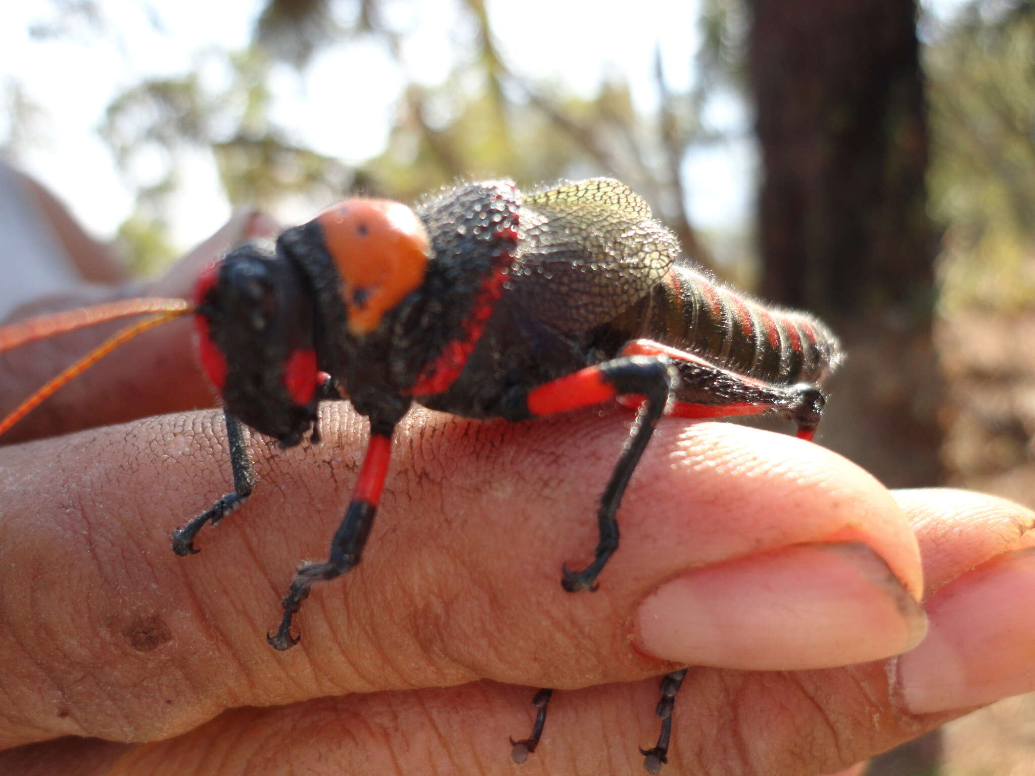 Image of Liladownsia fraile Fontana, Mariño-Pérez, Woller & H. Song 2014