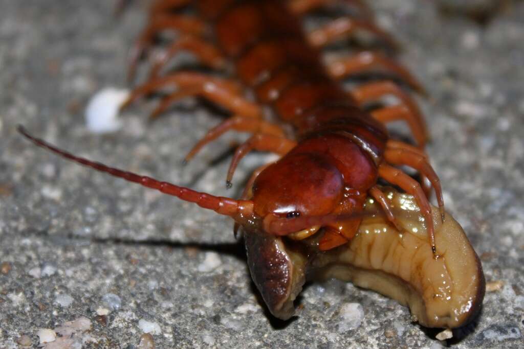 Image of Scolopendra subspinipes mutilans