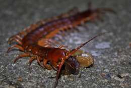 Image of Scolopendra subspinipes mutilans