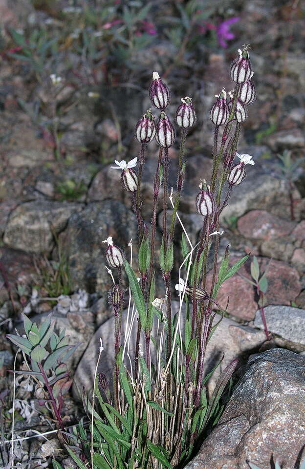 Image of arctic catchfly