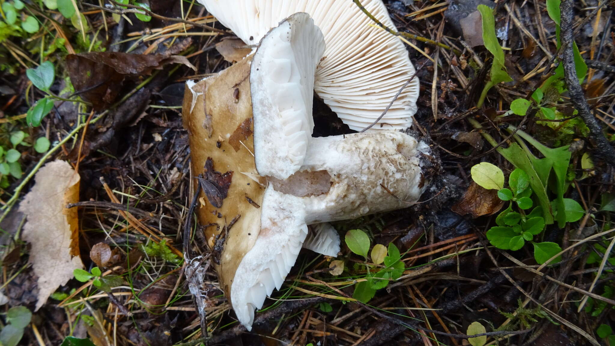 Image of Russula adusta (Pers.) Fr. 1838