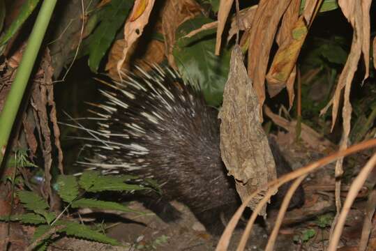 Image de Hystrix subgen. Acanthion F. Cuvier 1823