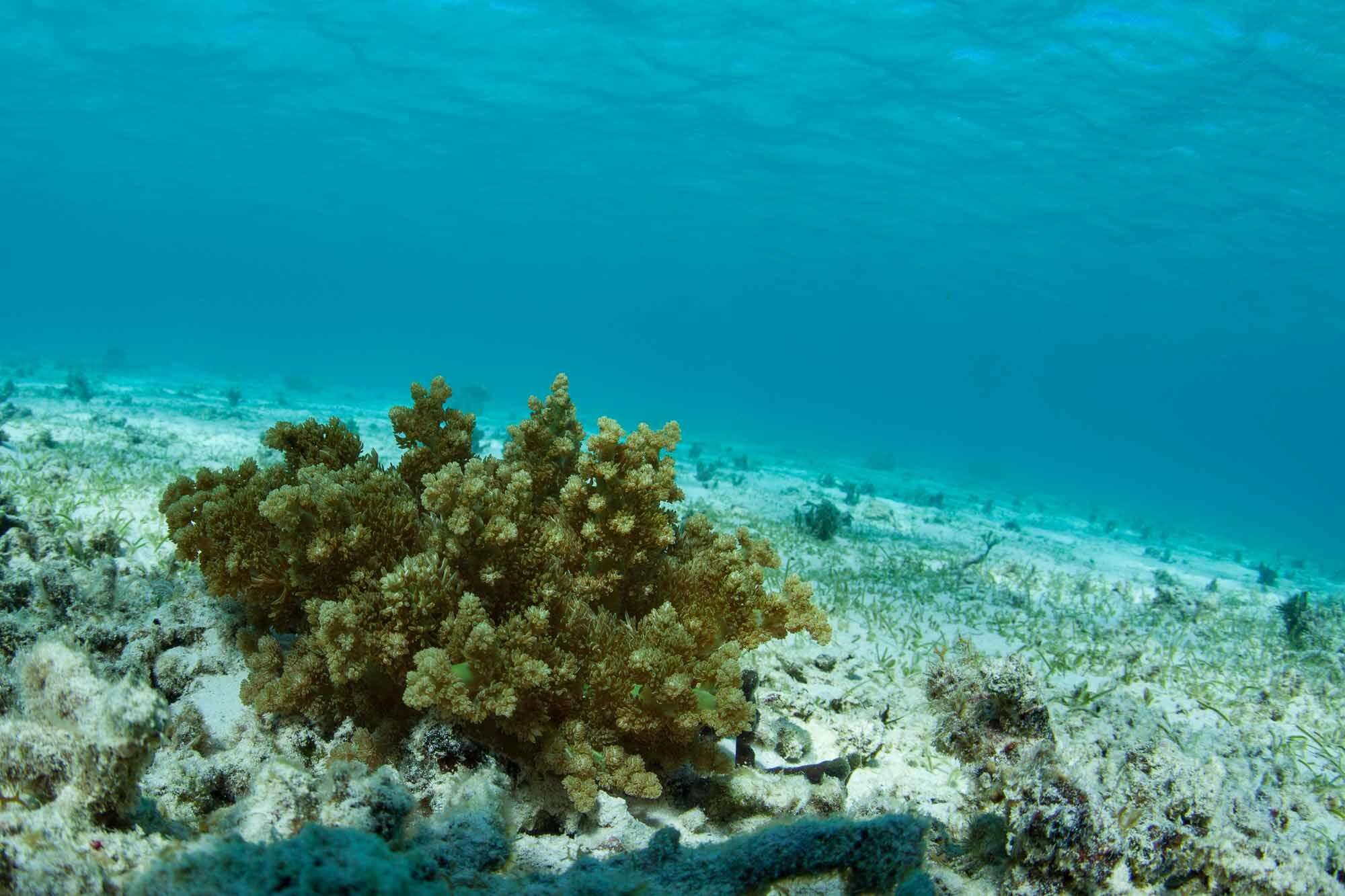 Image of tree anemone