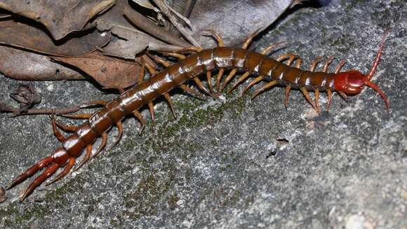 Image of Scolopendra subspinipes mutilans