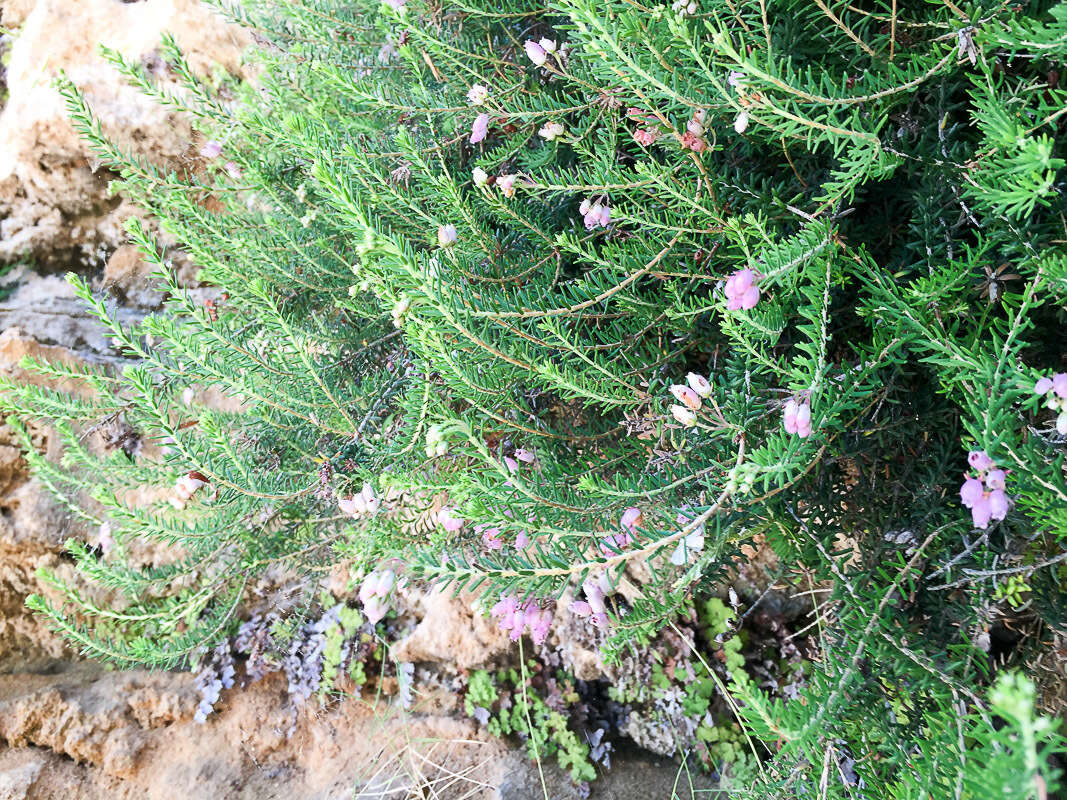 Image de Bruyère de Corse