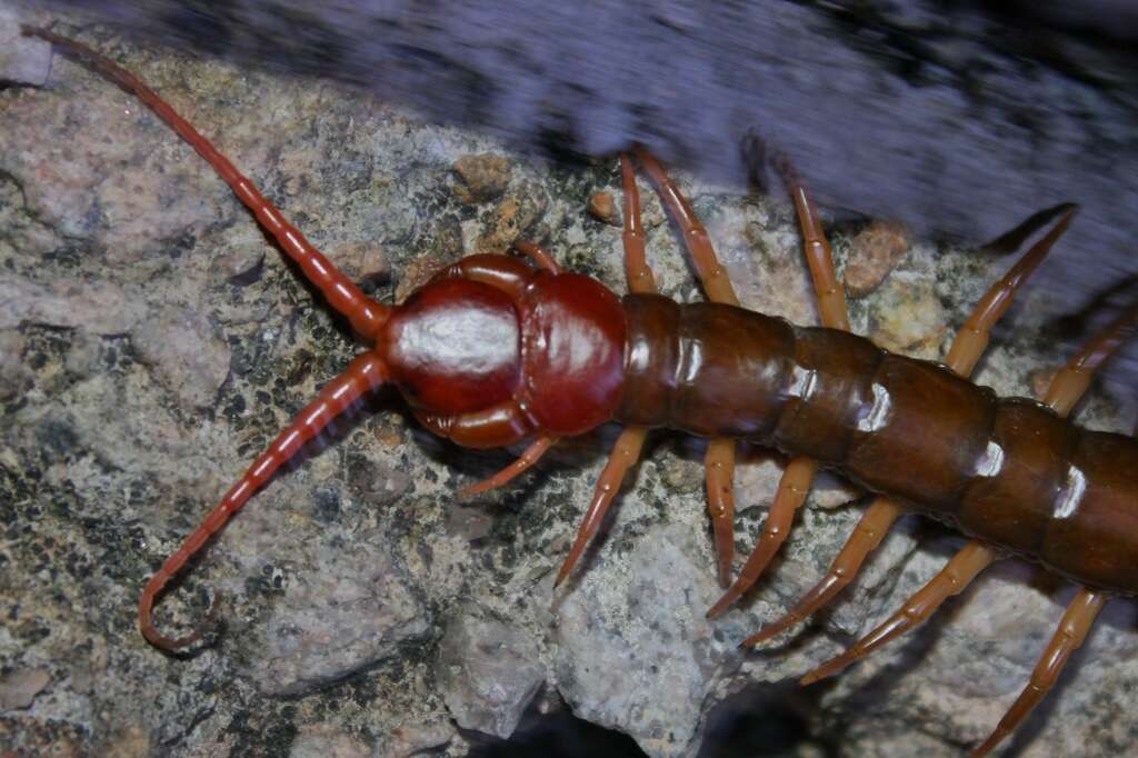 Image of Scolopendra subspinipes mutilans