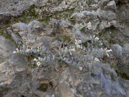 Image of Sedum mucizonia