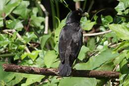 Image of Crested Myna