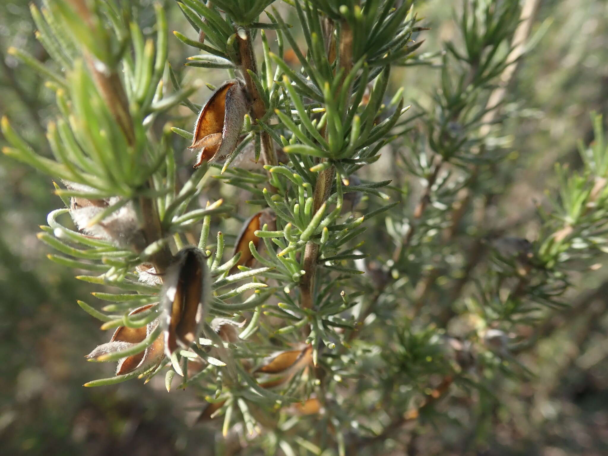 Imagem de Aspalathus glabrescens R. Dahlgren