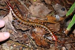 Image of Scolopendra subspinipes mutilans