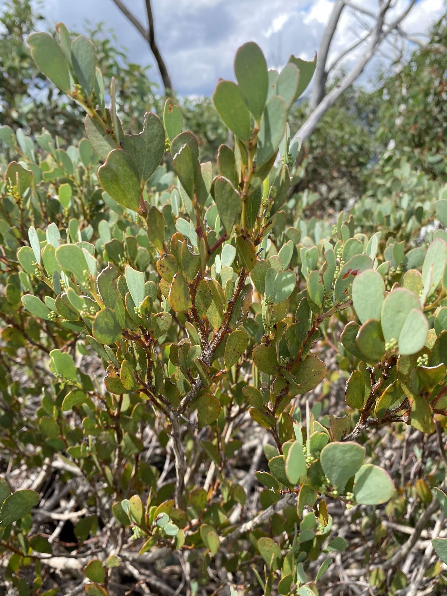 Image of Acacia alpina F. Muell.