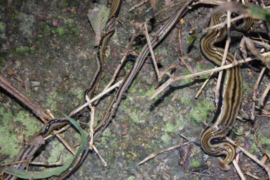 Image of Flatworm