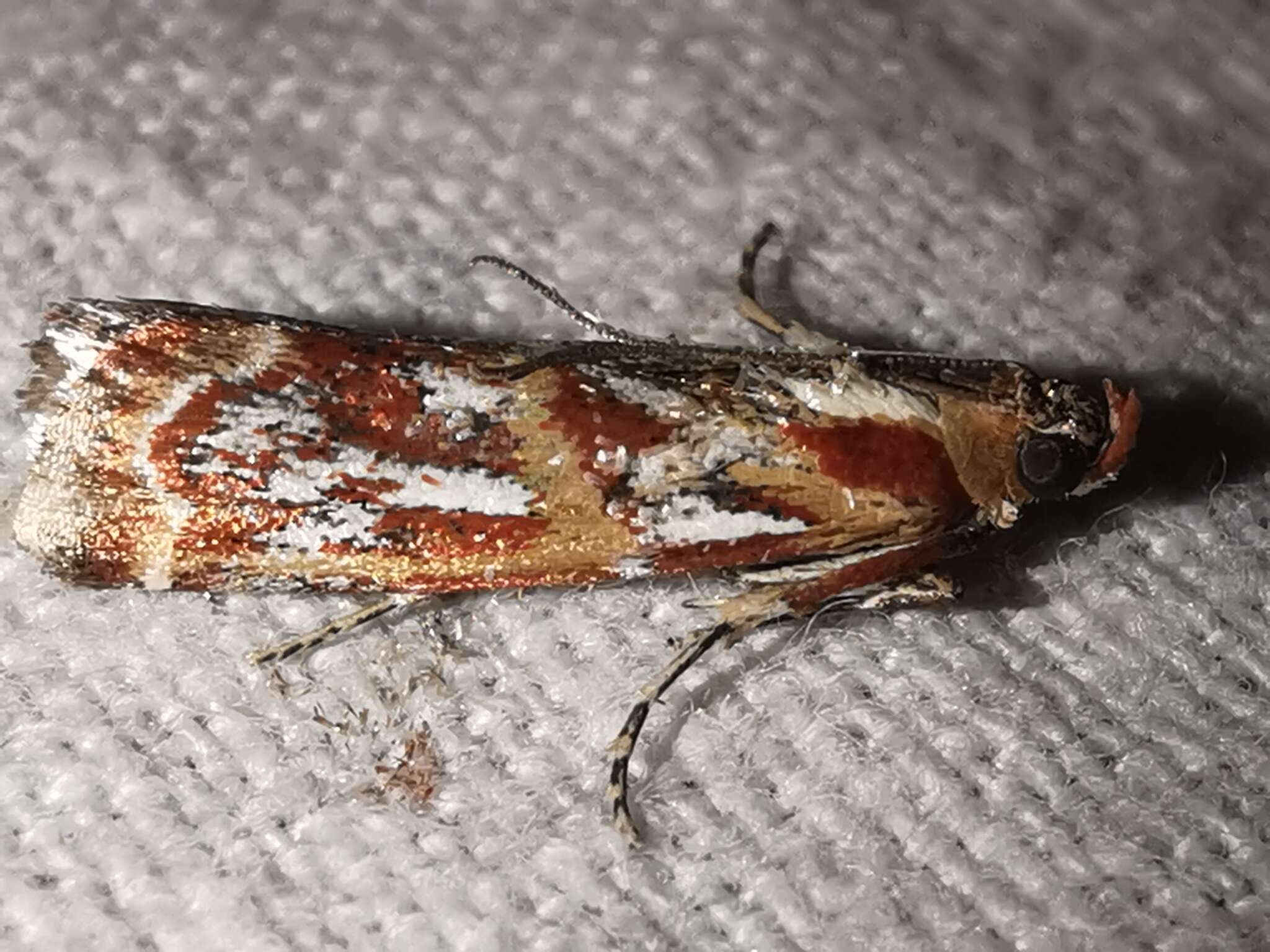 Acrobasis porphyrella Duponchel 1836 resmi