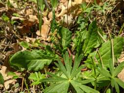 Imagem de Rumex turcomanicus (Rech. fil.) Czer.