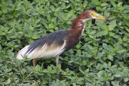 Image of Chinese Pond Heron