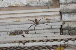 Image of Huntsman spider