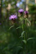 Image de Centaurea nemoralis Jord.