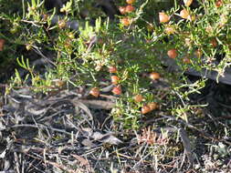 Image de Dodonaea hexandra F. Müll.