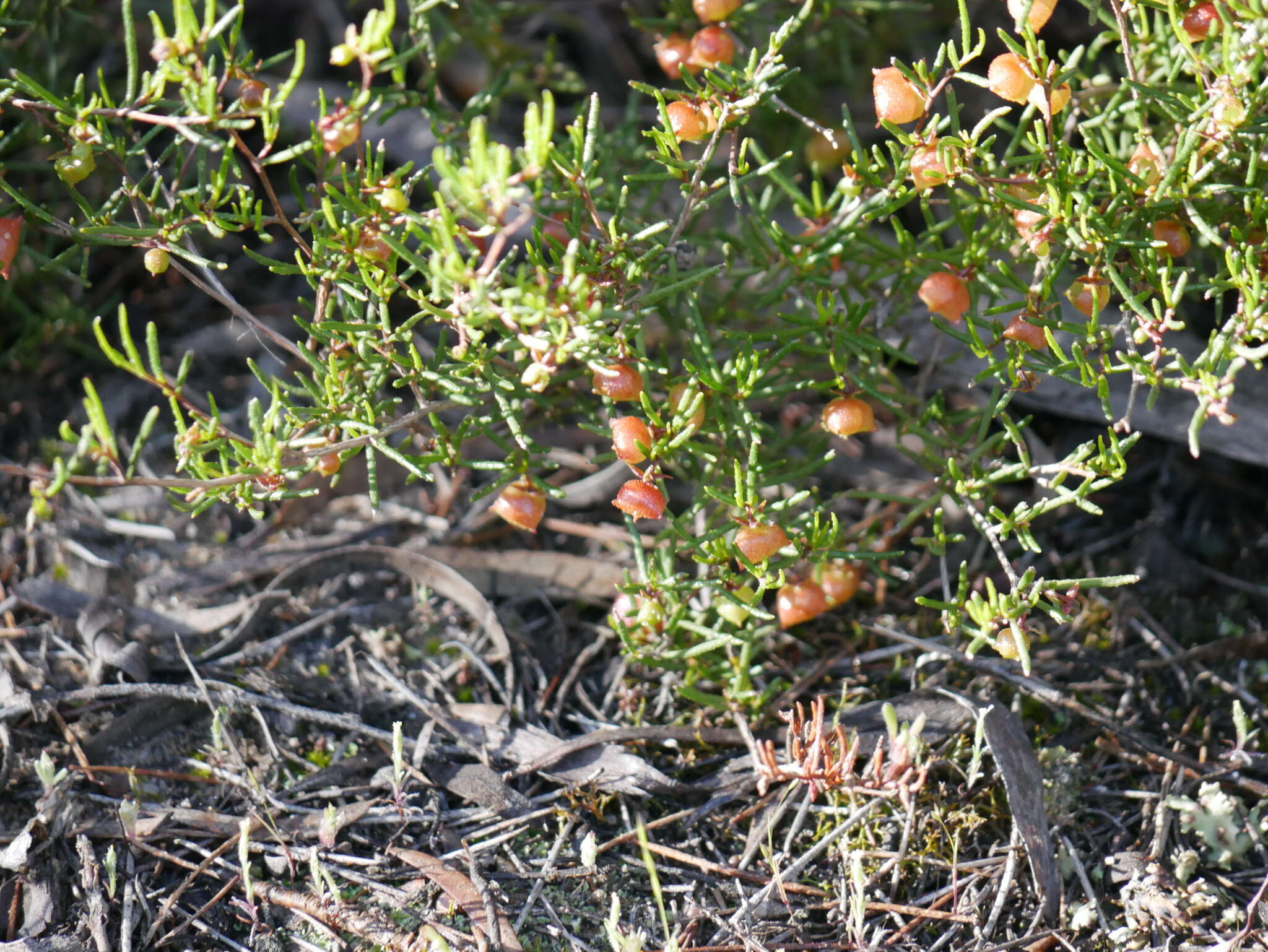 Image de Dodonaea hexandra F. Müll.