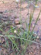 Image of Leucochrysum albicans (A. Cunn.) P. G. Wilson