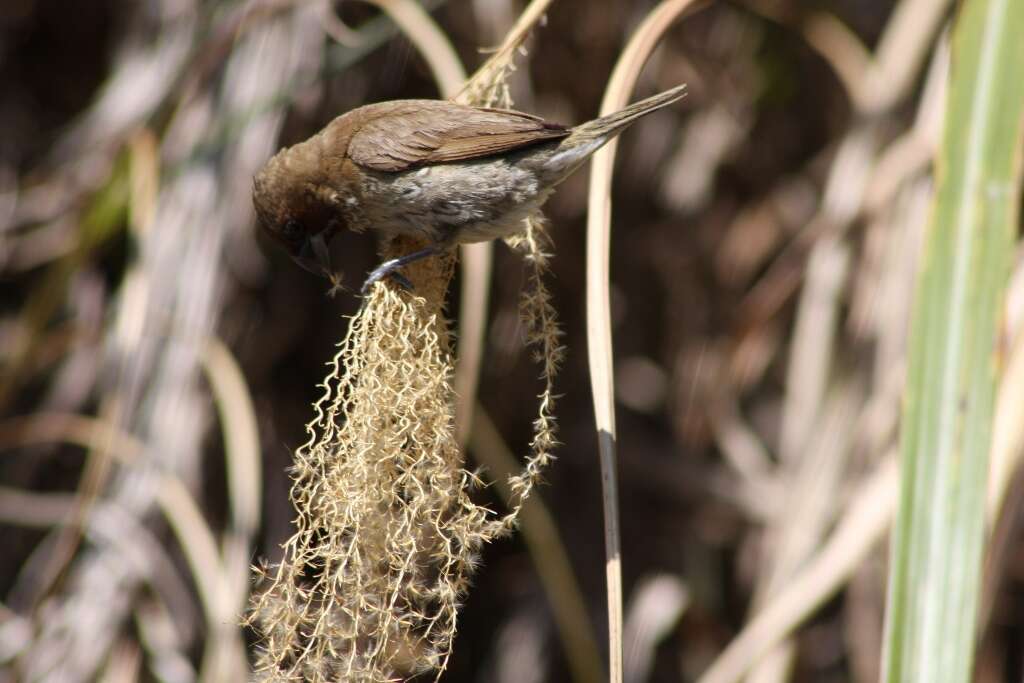 Image of Nutmeg Mannikin